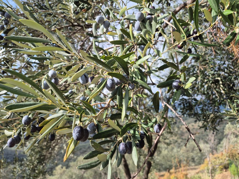 Edremit Ortaoba Mah`daZeytinlik. - 5